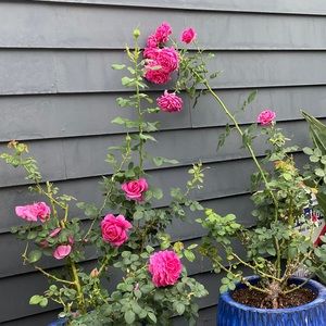 Meet your Posher, Alexandra